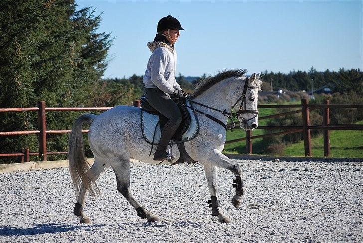 Irsk Sportspony Castlefarm BobCat.solgt billede 12