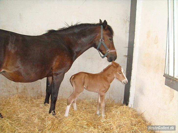 New Forest Havens Fianca R.I.P :`( billede 7