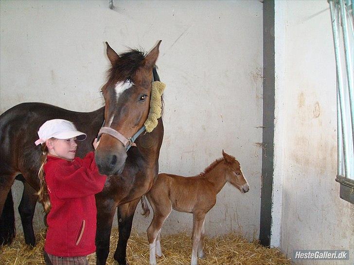 New Forest Havens Fianca R.I.P :`( billede 8