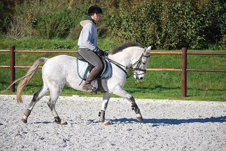 Irsk Sportspony Castlefarm BobCat.solgt billede 15