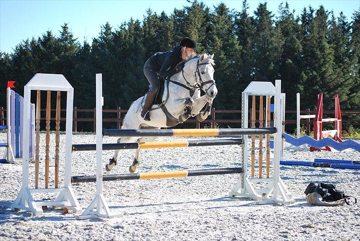 Irsk Sportspony Castlefarm BobCat.solgt billede 17