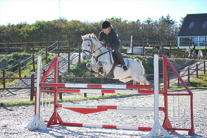 Irsk Sportspony Castlefarm BobCat.solgt billede 19