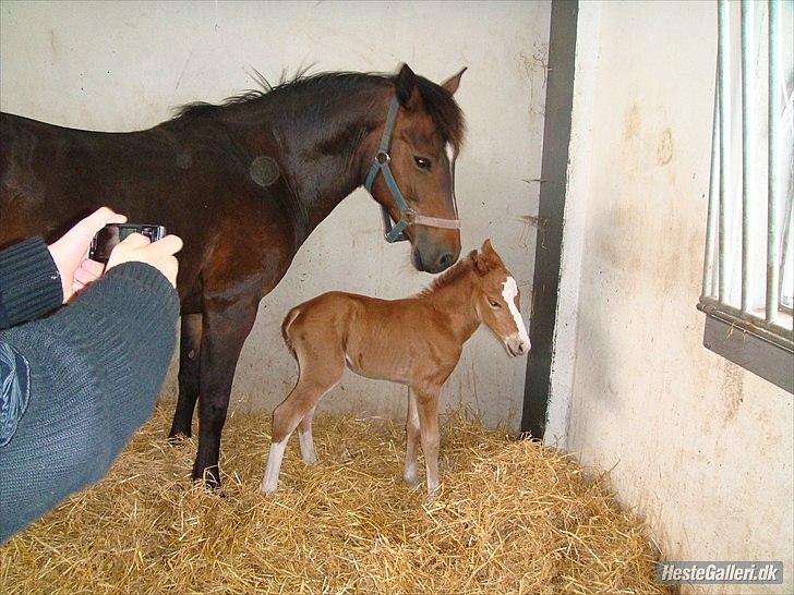 New Forest Havens Fianca R.I.P :`( billede 9