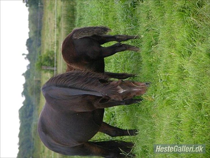 New Forest Havens Fianca R.I.P :`( billede 10