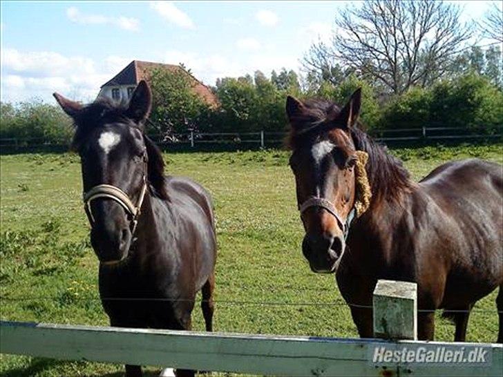 New Forest Havens Fianca R.I.P :`( billede 11