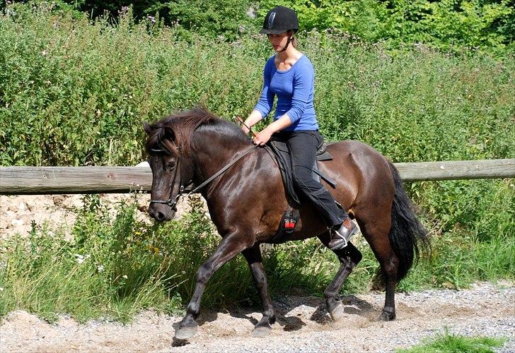Islænder Húginn fra Gl. Essendrup - Húginn, her i trav hjemme på banen. Foto: CSF-Foto billede 14