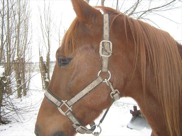 Traver Nero (Solgt) billede 11