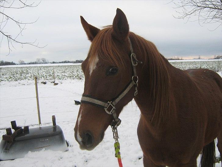 Traver Nero (Solgt) billede 12