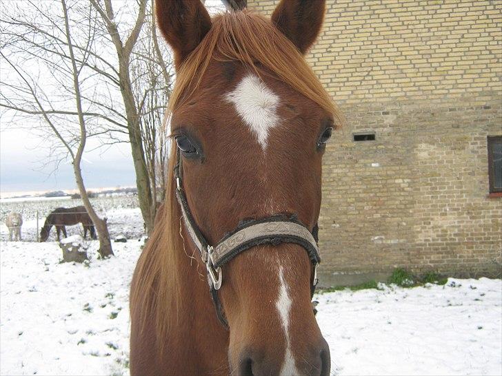 Traver Nero (Solgt) billede 13