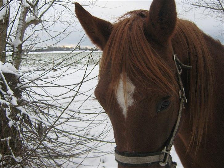 Traver Nero (Solgt) billede 14