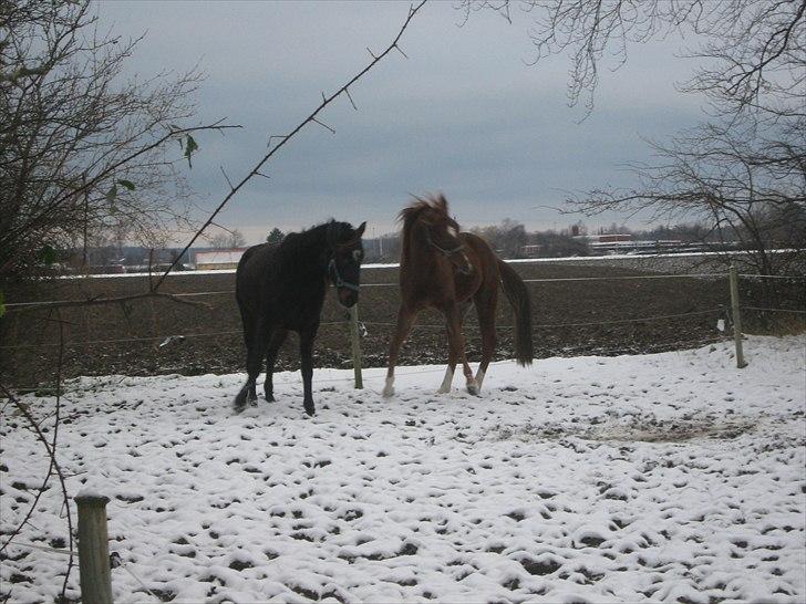 Traver Nero (Solgt) billede 15