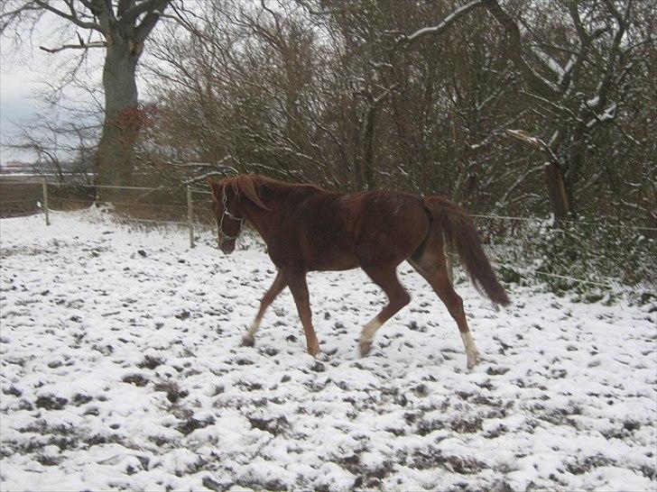 Traver Nero (Solgt) billede 16