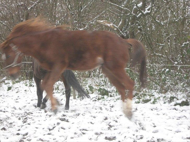 Traver Nero (Solgt) billede 17