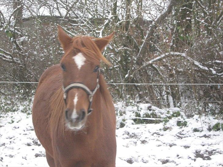 Traver Nero (Solgt) billede 18