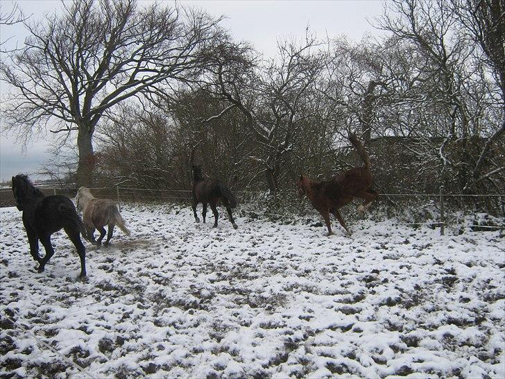 Traver Nero (Solgt) billede 19