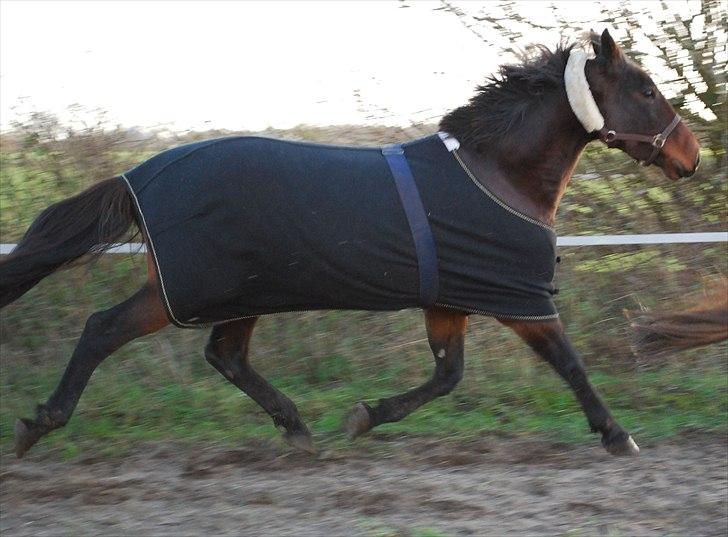 Traver Needle flamingo  billede 1