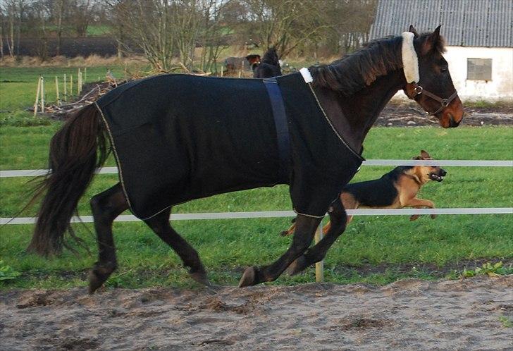 Traver Needle flamingo  billede 2