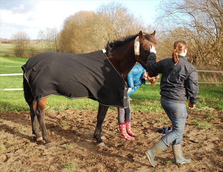 Traver Needle flamingo  billede 3