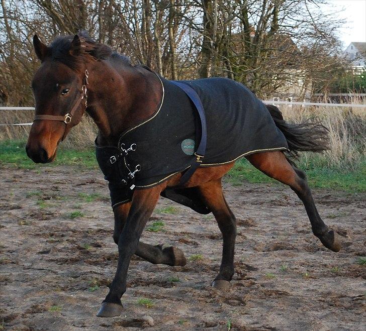 Traver Needle flamingo  billede 4