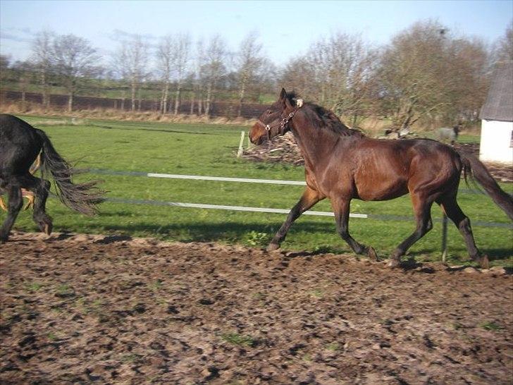 Traver Needle flamingo  billede 5