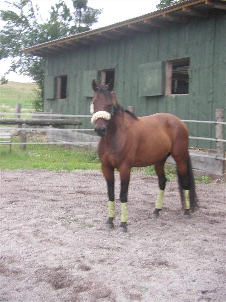 Traver Needle flamingo  billede 7