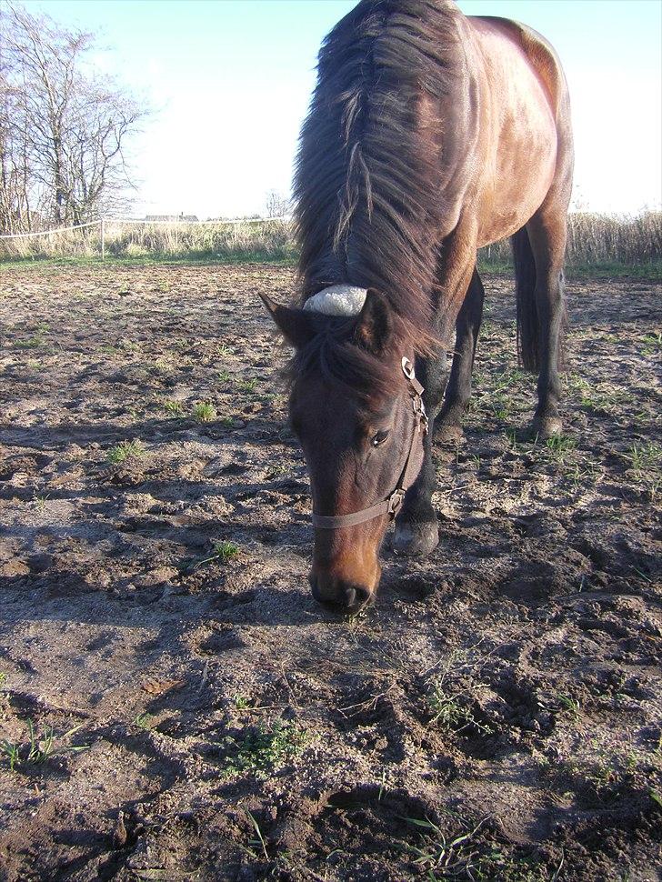 Traver Needle flamingo  billede 8