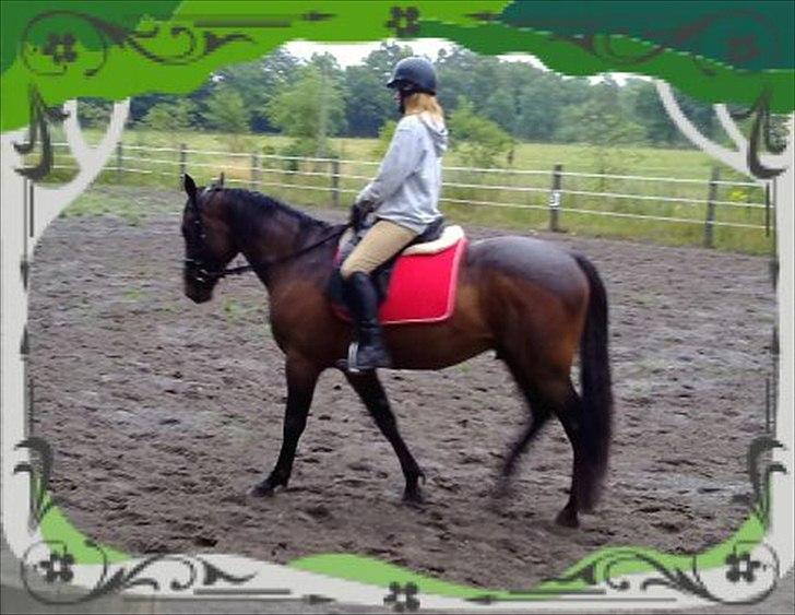 Traver Needle flamingo  - første gang på banen , hvor vi øver dressur billede 9