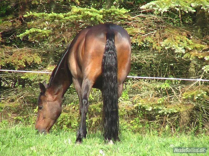 Anden særlig race Jessie - jessie på fold :)         (hos Sofie) billede 4