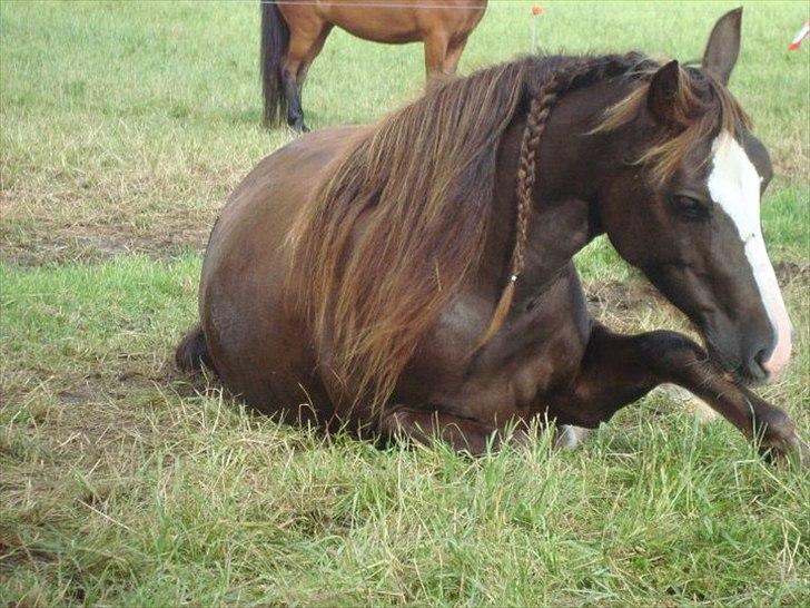 Welsh Pony af Cob-type (sec C) Gribsvads Bino R.I.P - slapper på folden, 5 år billede 17