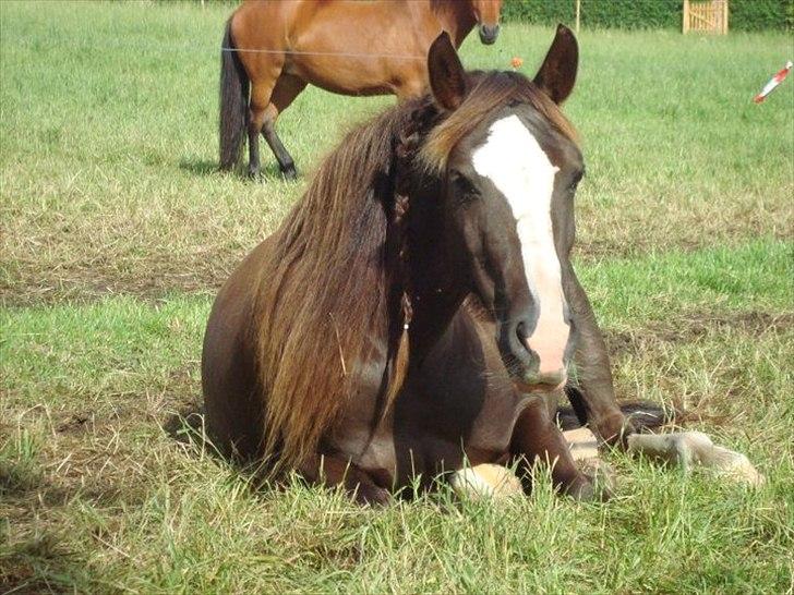 Welsh Pony af Cob-type (sec C) Gribsvads Bino R.I.P billede 18