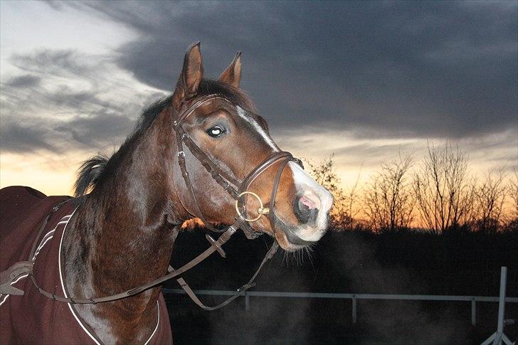 Dansk Varmblod Munkebjergs Fabergé billede 1