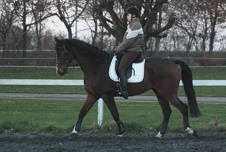 Dansk Varmblod Munkebjergs Fabergé billede 2