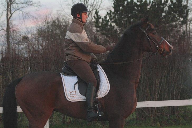 Dansk Varmblod Munkebjergs Fabergé billede 3