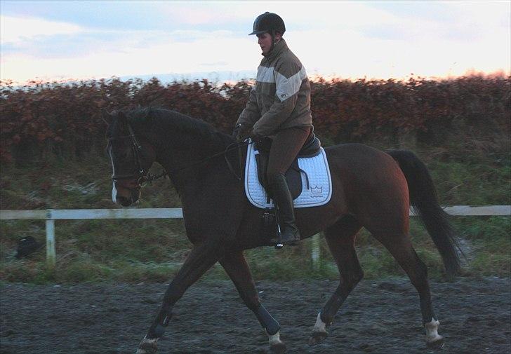 Dansk Varmblod Munkebjergs Fabergé billede 4