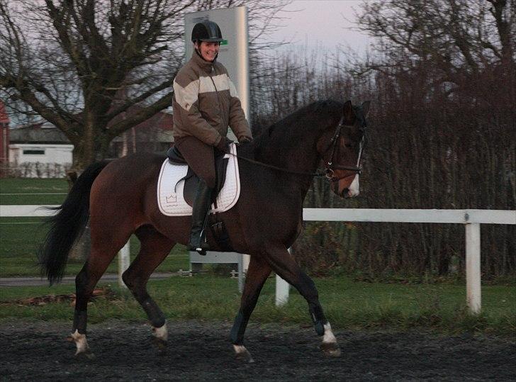 Dansk Varmblod Munkebjergs Fabergé billede 5