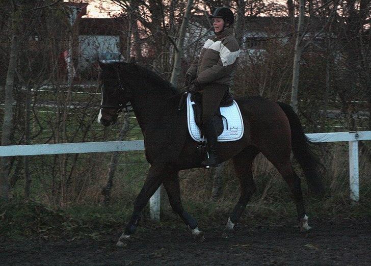 Dansk Varmblod Munkebjergs Fabergé billede 6