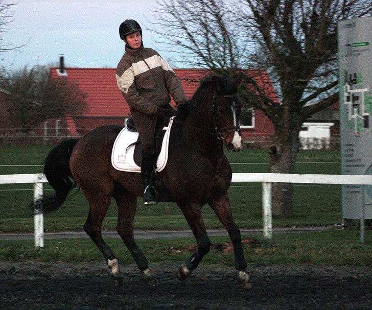 Dansk Varmblod Munkebjergs Fabergé billede 8