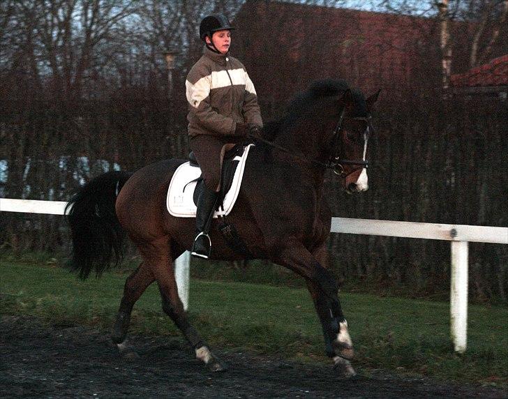 Dansk Varmblod Munkebjergs Fabergé billede 9