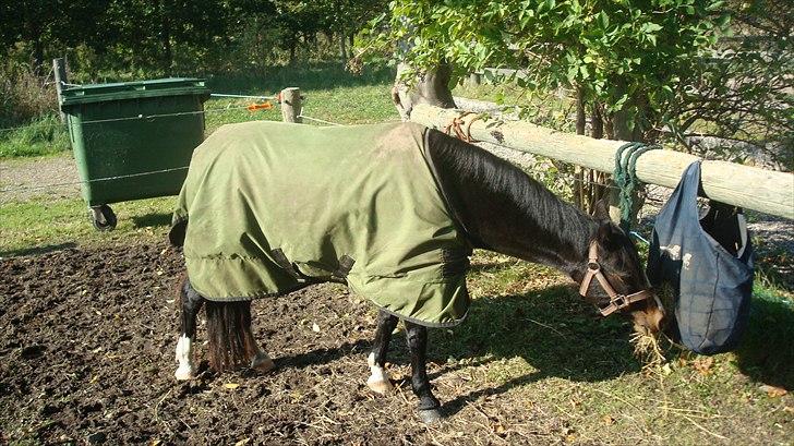 Welsh Pony (sec B) Lyngvejens Malu billede 4