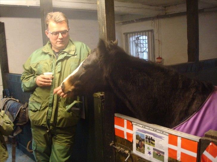 Welsh Pony (sec B) Lyngvejens Malu billede 9