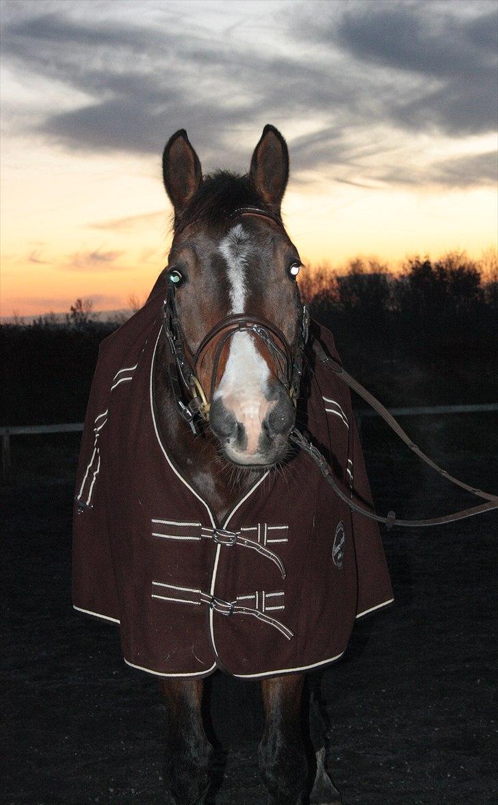 Dansk Varmblod Munkebjergs Fabergé billede 11