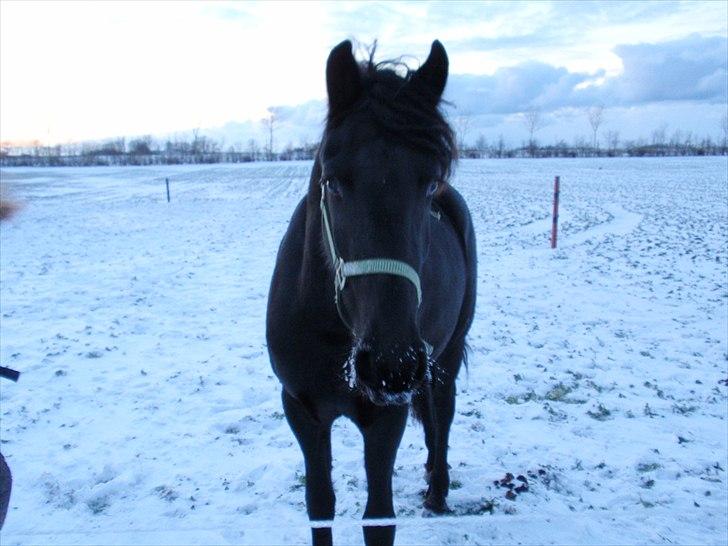 Frieser Nooitgedacht - Frida - I sne, sidste novemberdag 2010 billede 16