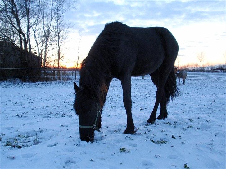 Frieser Nooitgedacht - Frida - November 2010 billede 17