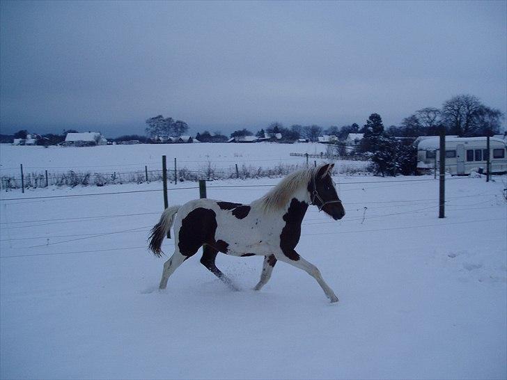Pinto Svalebos Red Bull SOLGT   billede 19