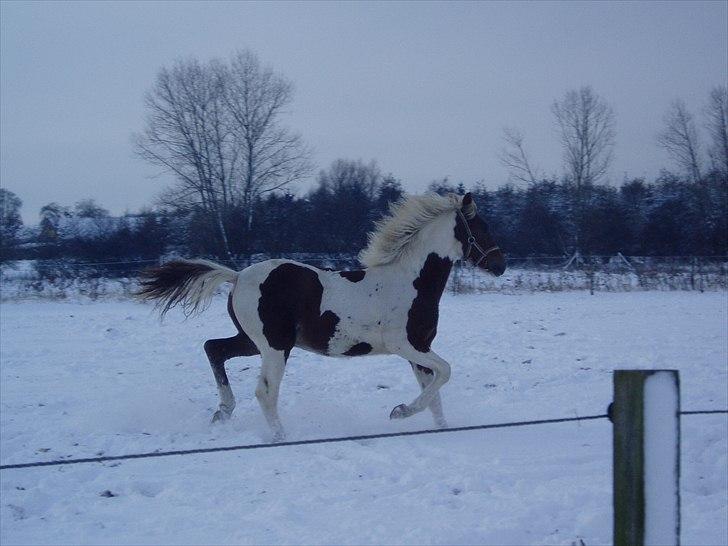 Pinto Svalebos Red Bull SOLGT   billede 20