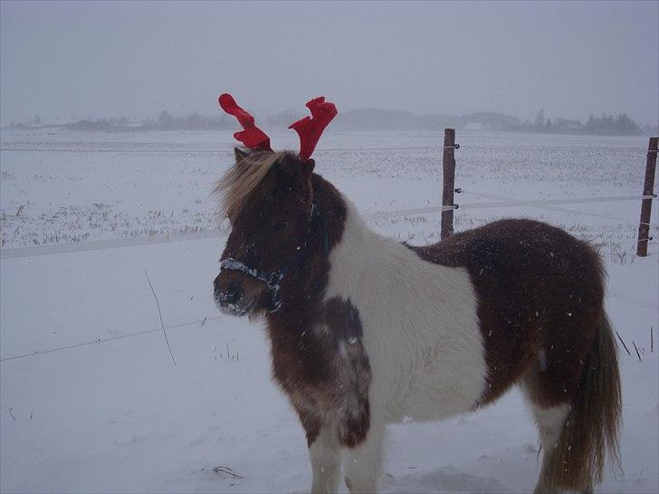 Shetlænder Thorsvang´s Tut - hvors lille ransdyr

Foto. Mig billede 17