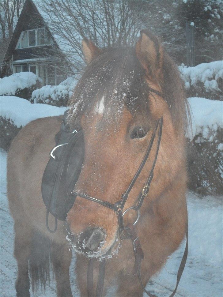 Islænder Gliri fra Krogagre - Putte pony (: billede 2
