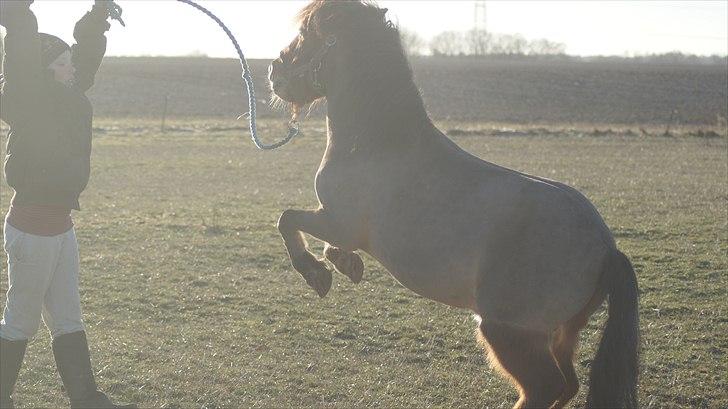 Shetlænder MR.Romeo billede 2