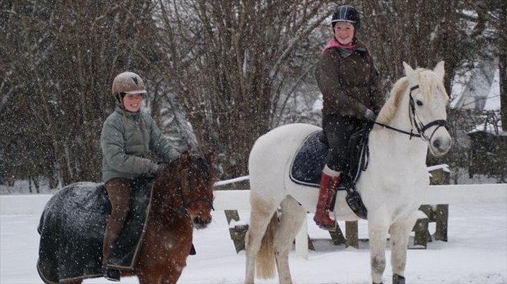 Shetlænder MR.Romeo billede 3