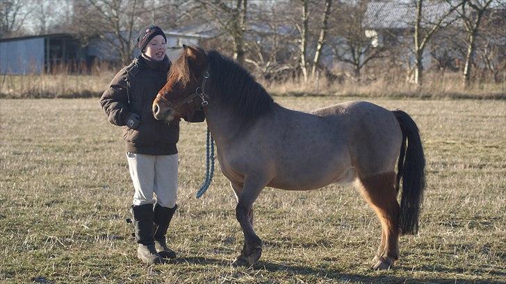 Shetlænder MR.Romeo billede 6